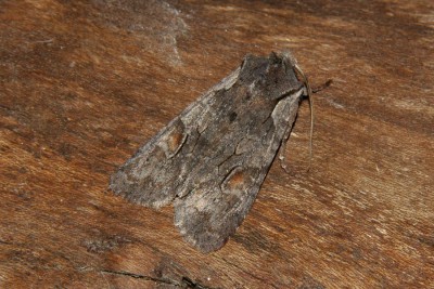 233. Lithophane furcifera (HUFNAGEL, 1766).jpg