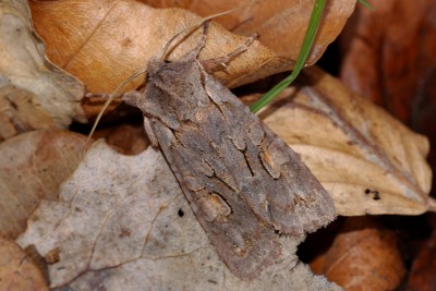 234. Lithophane furcifera (HUFNAGEL, 1766).jpg