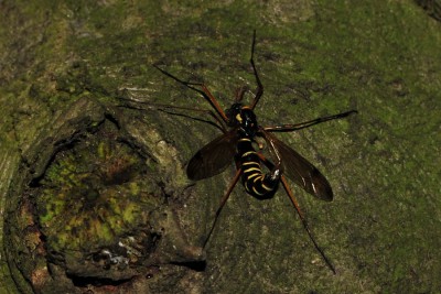 239. Ctenophora flaveolata (FABRICIUS, 1794).jpg