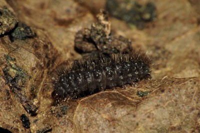 242. Cybosia mesomella (LINNAEUS, 1758).jpg