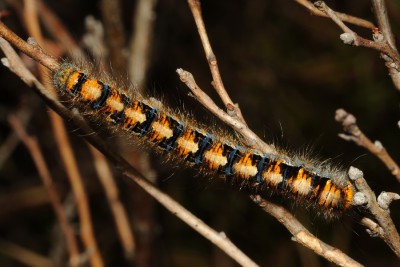 243. Lasiocampa quercus (LINNAEUS, 1758).jpg