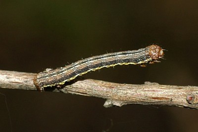 244. Arichanna melanaria (LINNAEUS, 1758).jpg