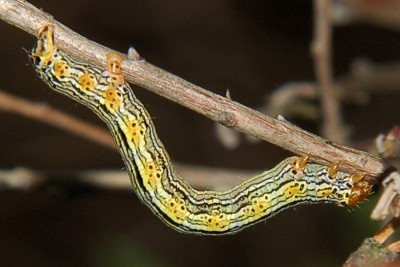 245. Arichanna melanaria (LINNAEUS, 1758).jpg