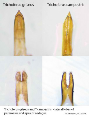 Trichoferus_griseus_campestris_parameres and aedagus.jpg