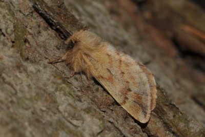 247. Ptilophora plumigera ([DENIS & SCHIFFERMÜLLER], 1775).jpg