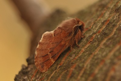 252. Ptilophora plumigera ([DENIS & SCHIFFERMÜLLER], 1775).jpg