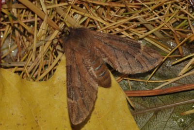 253. Ptilophora plumigera ([DENIS & SCHIFFERMÜLLER], 1775).jpg