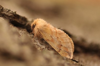 254. Ptilophora plumigera ([DENIS & SCHIFFERMÜLLER], 1775).jpg