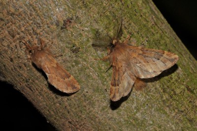 255. Ptilophora plumigera ([DENIS & SCHIFFERMÜLLER], 1775).jpg