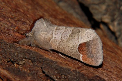 259. Clostera curtula (LINNAEUS, 1758).jpg