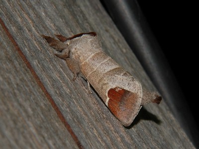 260. Clostera curtula (LINNAEUS, 1758).jpg