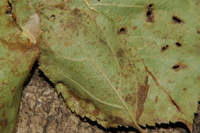 262. Stauropus fagi (LINNAEUS, 1758).jpg