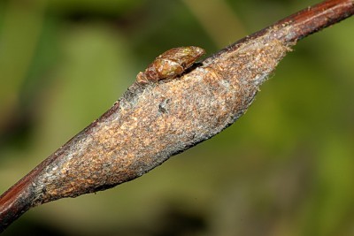 265. Furcula bicuspis (BORKHAUSEN, 1790).jpg