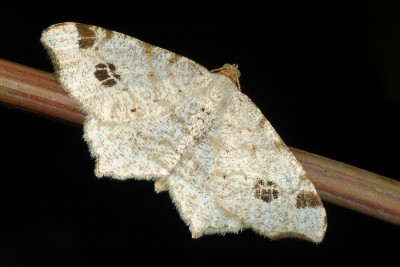 272. Macaria notata (LINNAEUS, 1758).jpg