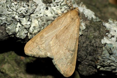 273. Alsophila aceraria ([DENIS & SCHIFFERMÜLLER], 1775).jpg