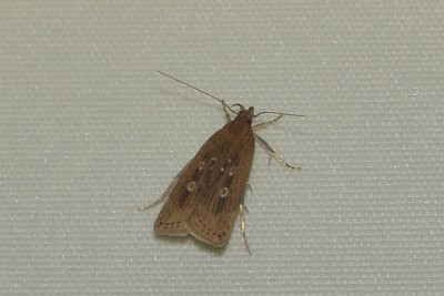 276. Helcystogramma triannulella (HERRICH-SCHÄFFER, [1854]).jpg