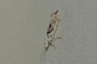 278. Ypsolopha asperella (LINNAEUS, 1761).jpg