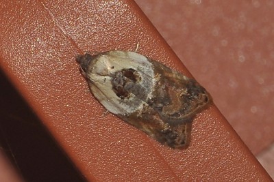 279. Acleris variegana ([DENIS & SCHIFFERMÜLLER], 1775).jpg