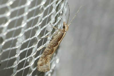 280. Plutella xylostella (LINNAEUS, 1758).jpg