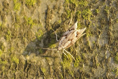 281. Diurnea lipsiella ([DENIS & SCHIFFERMÜLLER], 1775).jpg