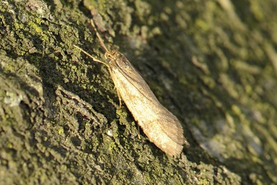 282. Diurnea lipsiella ([DENIS & SCHIFFERMÜLLER], 1775).jpg