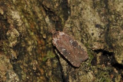 284. Agonopterix sp..jpg