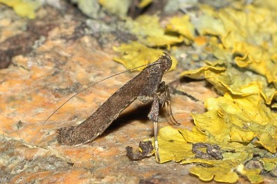 285. Caloptilia falconipennella (HÜBNER, [1813]).jpg