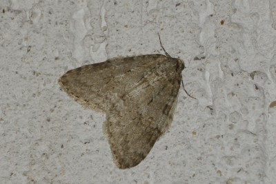 287. Epirrita sp..jpg