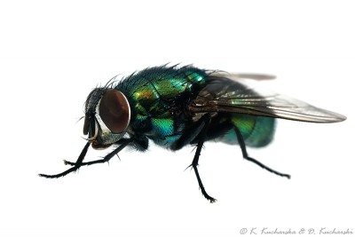 Diptera