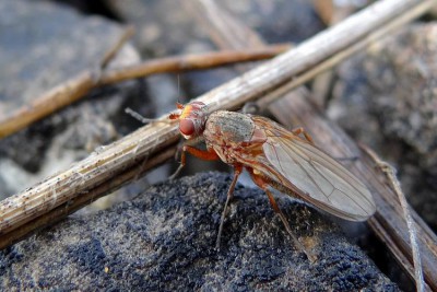 Diptera_EB19_24122016.jpg