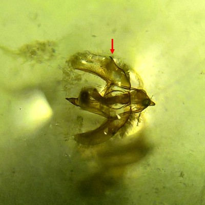 Widoczny dość wyraźny wyrostek w kształcie kolca, cecha charakterystyczna E. christyi i E. dilutata
