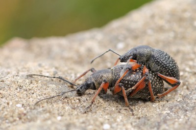 Otiorhynchus sp (Babia Góra, ok 1600 m n.p.m., czerwiec), in situ