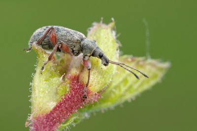 Phyllobius sp (na leszczynie, Beskid Makowski 600 m n.p.m., kwiecień/maj)