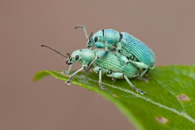 Phyllobius sp (na wierzbie iwie, Beskid Makowski 600 m n.p.m., czerwiec)