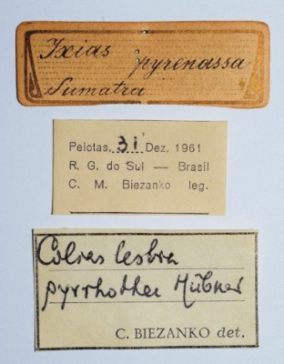 ex.coll. J.Markiewicz, C.Biezanko