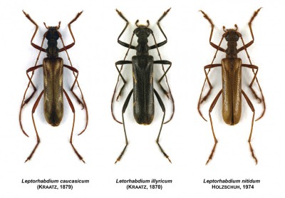 50. L.caucasicum, L.illyricum, L.nitidum.jpg