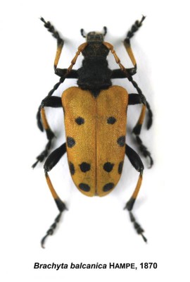 Brachyta balcanica.jpg