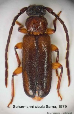 Schurmanni sicula male jk.jpg