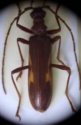 Xylosteus bartoni male.jpg