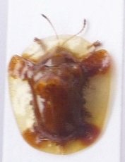 1) Aspidimorpha sp. Bolivia.