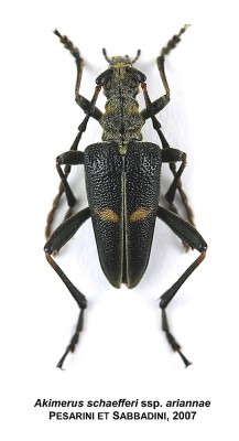 Akimerus schaefferi ariannae.jpg