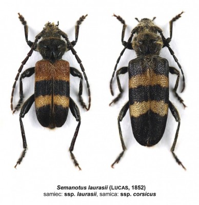 Semanotus laurasii ssp. laurasii%2C ssp. corsicus copy.jpg