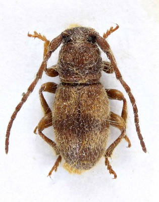 Parmena pubescens (Dalman, 1817).jpg