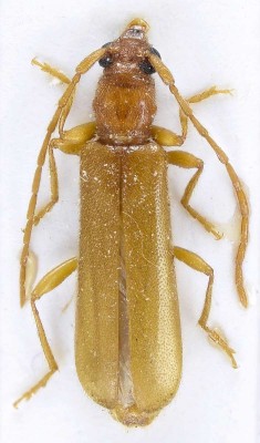 Lioderina linearis (Hampe, 1870).jpg