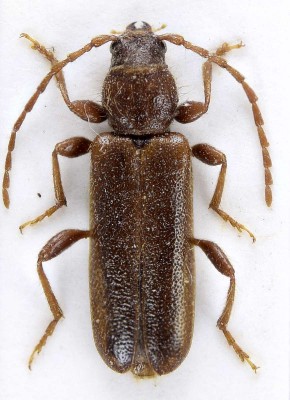 Phymatodes puncticollis Mulsant, 1862.jpg