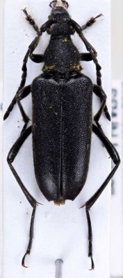 Cribroleptura otini (Peyerimhoff, 1949).jpg