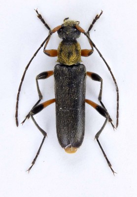 Grammoptera auricollis bipustulata Steiner, 1975.jpg