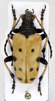 Brachyta balcanica (Hampe, 1870).jpg