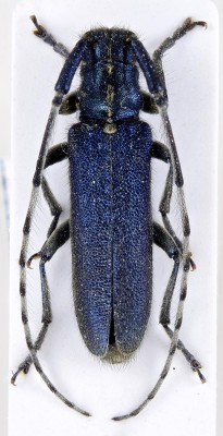 Agapanthia viti. Rapuzzi & Sama, 2012.jpg