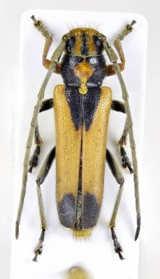 Phytoecia (Helladia) pretiosa Faldermann, 1837.jpg